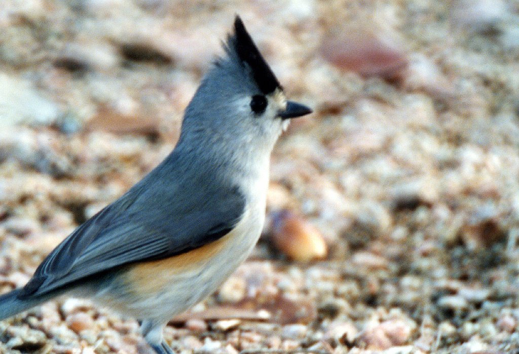 Titmouse, Crested, Brownsville, TX, 2-03, B08P46I02.jpg - Crested Titmouse